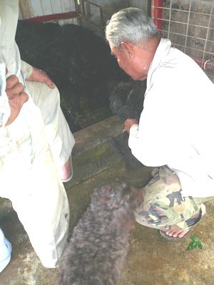 島豚アグーの赤ちゃん②
