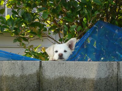 ワンちゃん どうしたの~