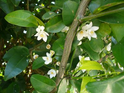 シークヮーサーの花が満開だ~