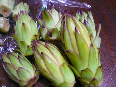 ドラゴンフルーツのつぼみを味見