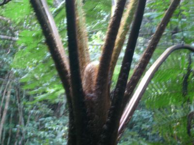川のせせらぎと