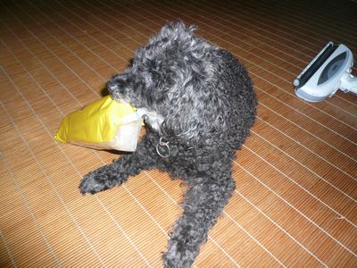 りりーがまたまたあっち行きこっち行きです