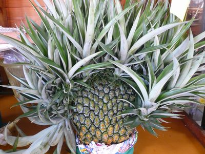 すごいパイン発見