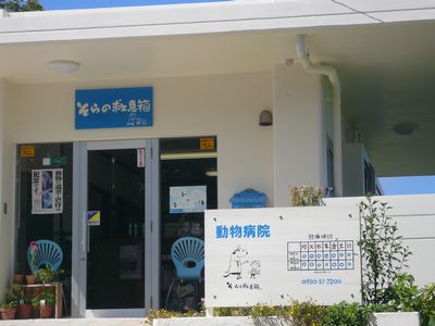 チャチャが手術