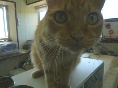 チャチャが手術