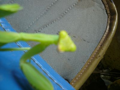 カマキリ