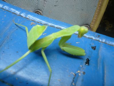 カマキリ