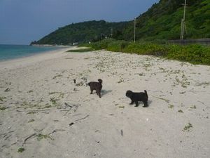 誰もいない海