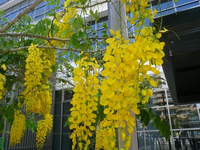 ステキな花みっけた~