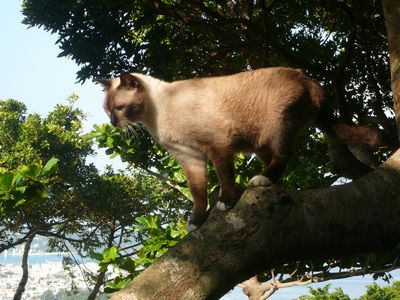 猫の木登りの理由