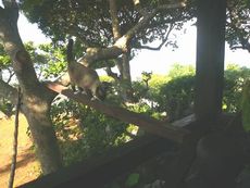 猫の木登りの理由
