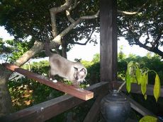 猫の木登りの理由