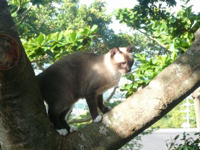 猫の木登りの理由