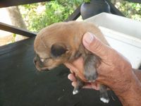 子犬が目を開いた