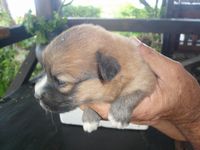 子犬が目を開いた