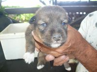 子犬が目を開いた