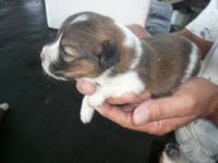 子犬が目を開いた