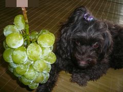 これも秋の味覚
