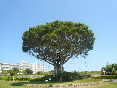 バンコの森