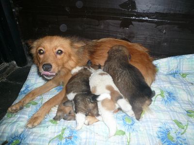 その後の子犬達