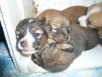 その後の子犬達