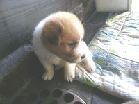 その後の子犬達