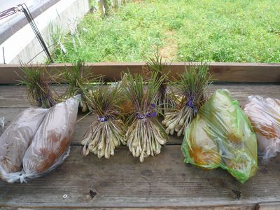無人野菜販売所の招き猫