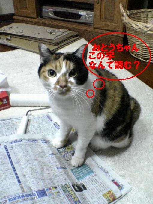 新聞を読むネコ