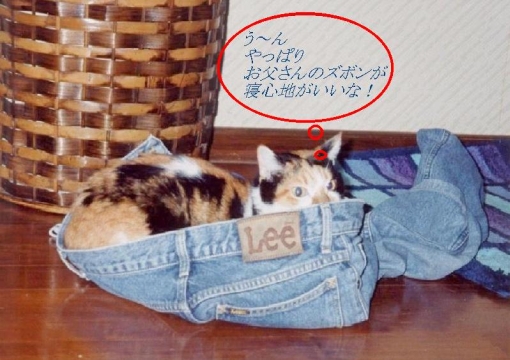 新聞を読むネコ