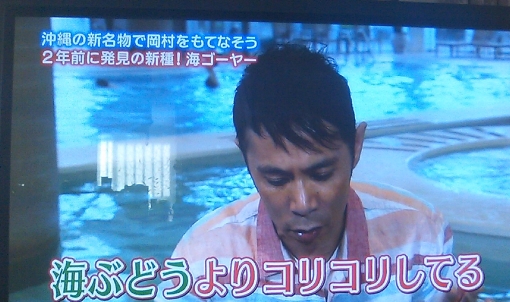 海ゴーヤー