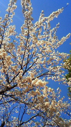 春の桜とガンバル貴方と…。
