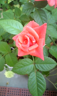 薔薇