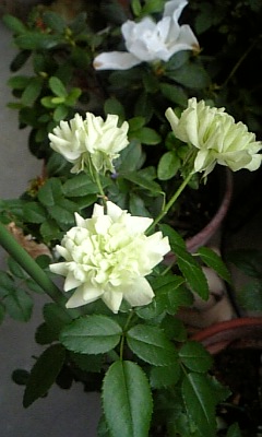 薔薇パート②