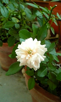 薔薇パート③