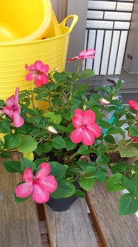**。・お花と花ちゃん・。**