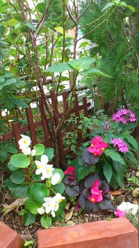**。・お花と花ちゃん・。**
