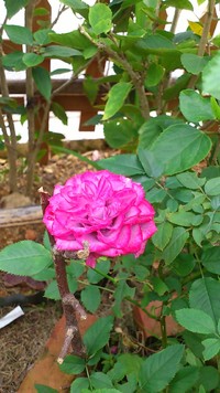 **。・お花と花ちゃん・。**
