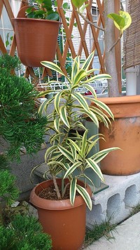 **。・お花と花ちゃん・。**