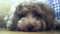 ｽﾃｷになりました！ 2012/04/02 10:00:12