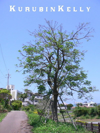 沖縄名護市のレザークラフトマンガ激写したでいご