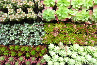 多肉★入荷情報．① 2012/02/28 23:36:17
