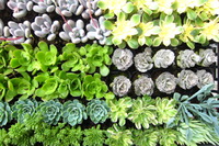 入荷のお肉たち～♪ 2012/03/09 11:10:16