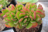 入荷情報★　続き・・・ 2012/03/28 10:32:11