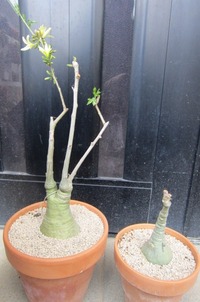 咲いてきた♪ 2012/04/05 21:58:28