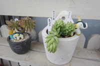 炭と寄せ植え 2012/04/14 16:00:11