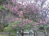サクラサク。 2012/01/23 09:40:42
