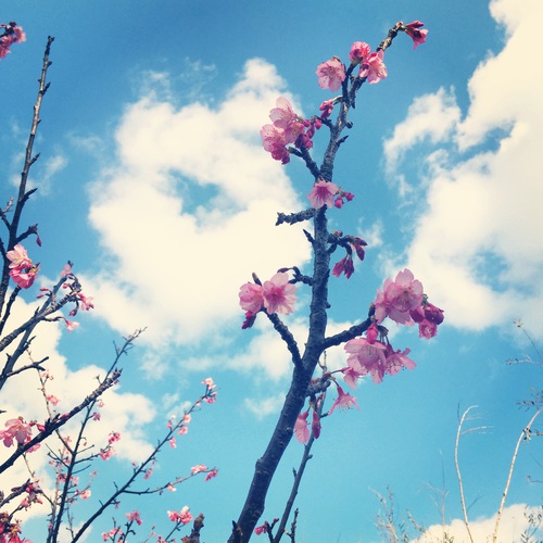 名護の桜が咲きました！