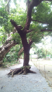 シルミチューの入口の大木