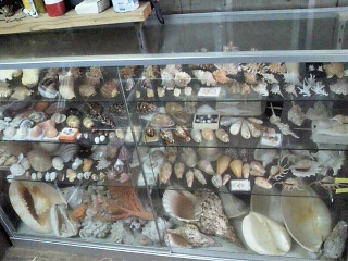 貝殻コレクション