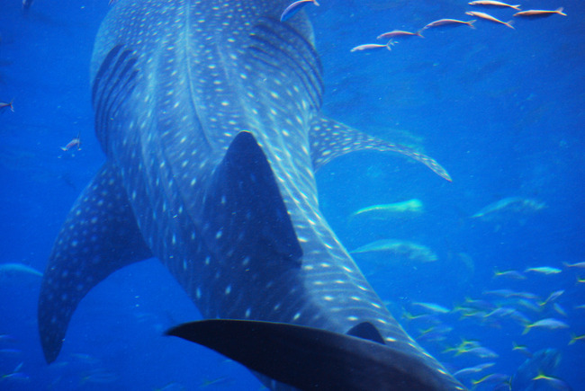 ちゅら海水族館再び